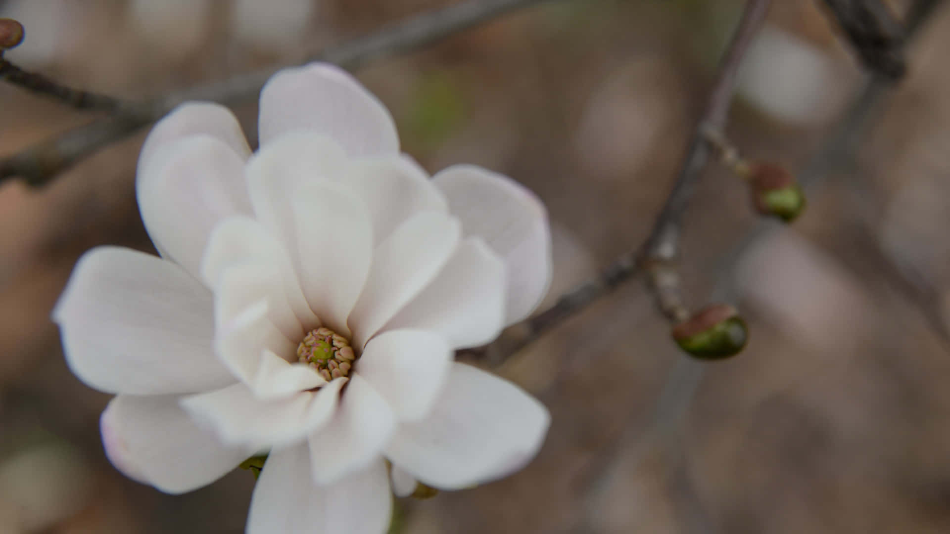 White Petal Magnolia Flower In Bloom