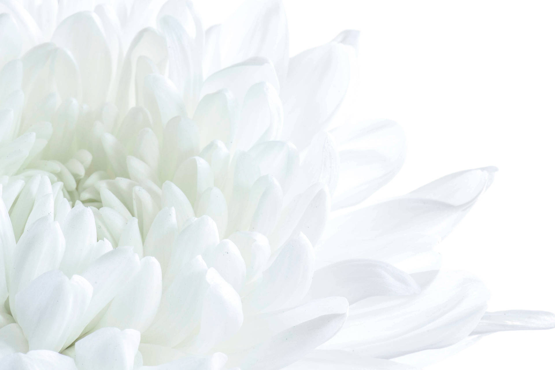 White Petaled Flower Background