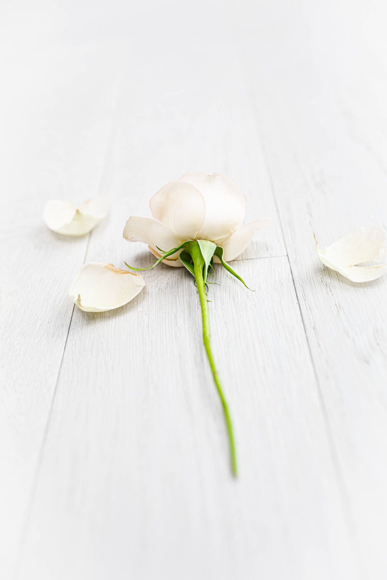 White-petaled Rose Iphone Background