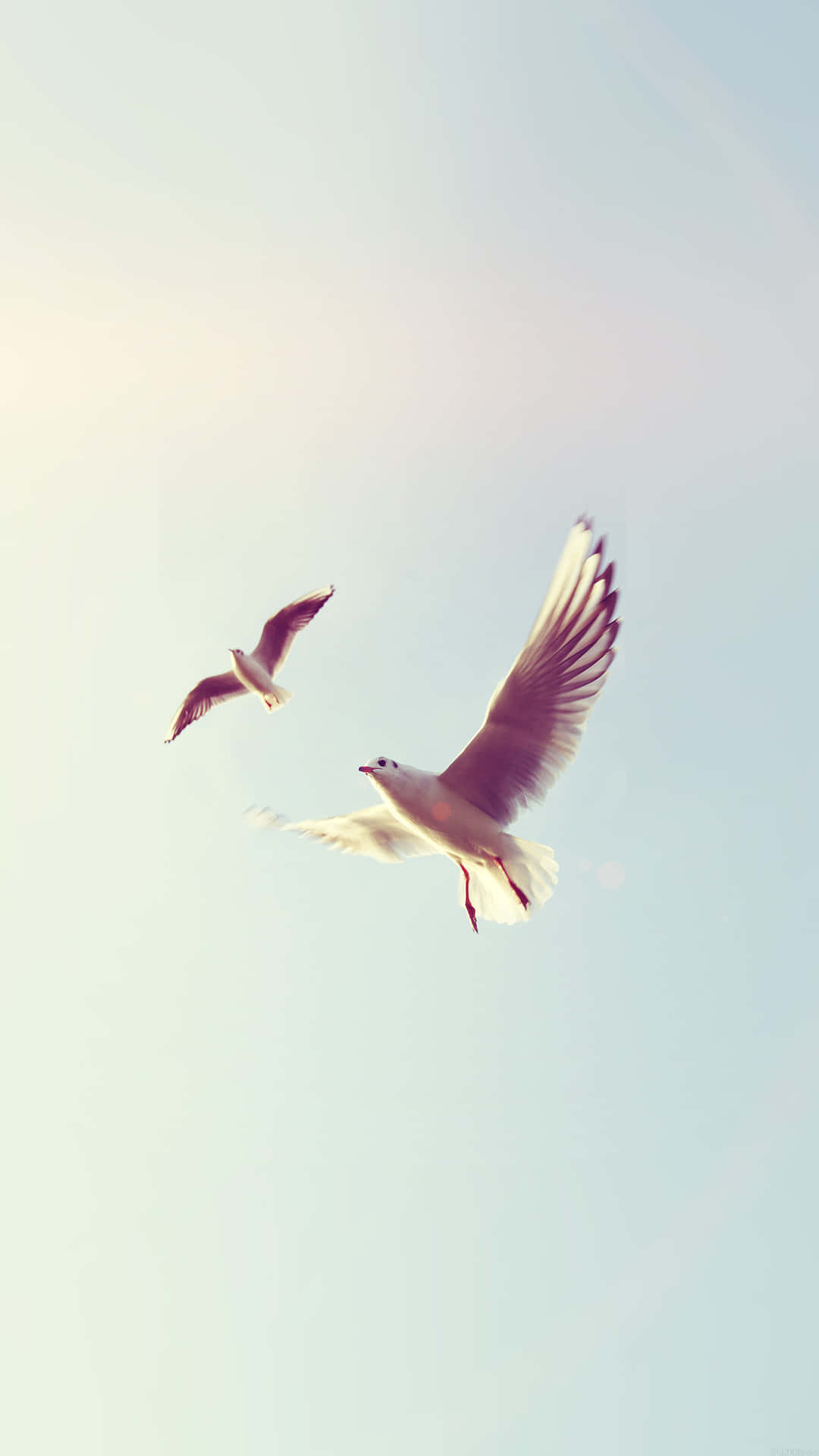 White Pigeon Bird Iphone Sky Background Background