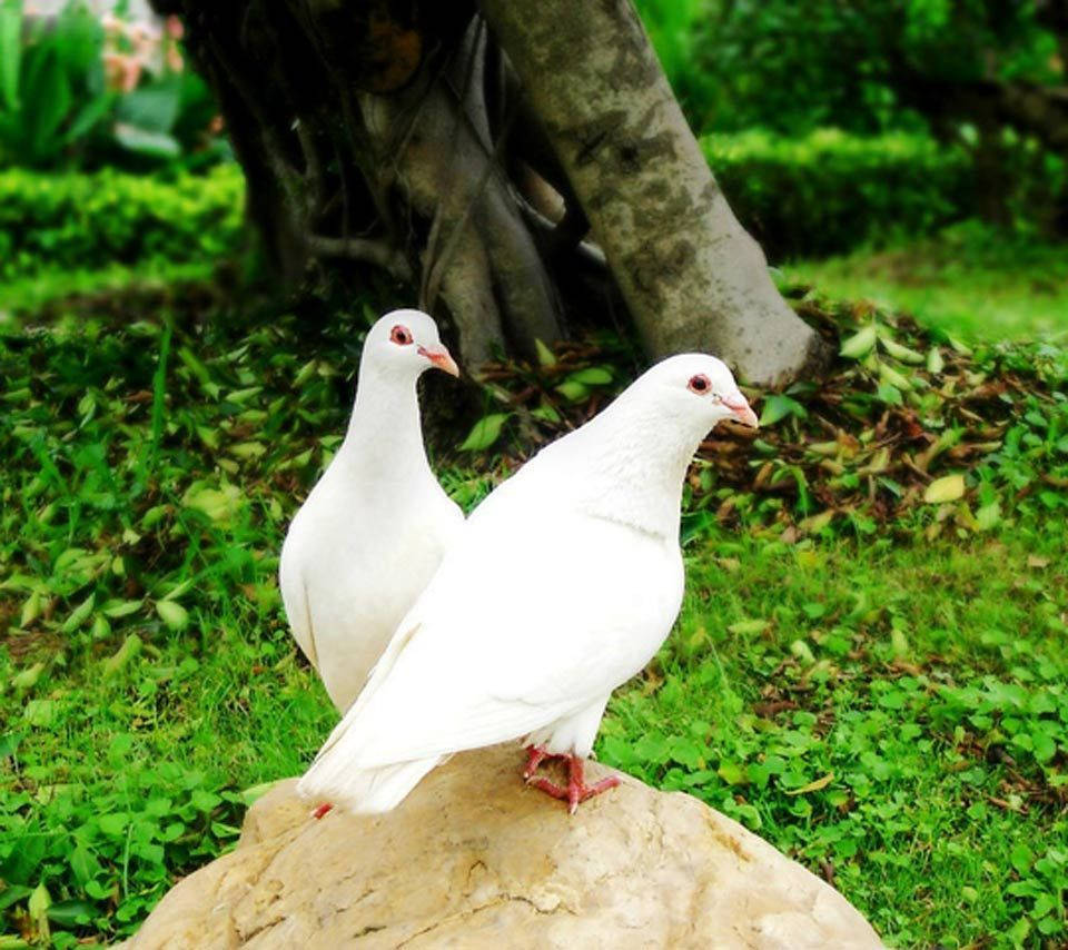 White Pigeon Birds On A Rock