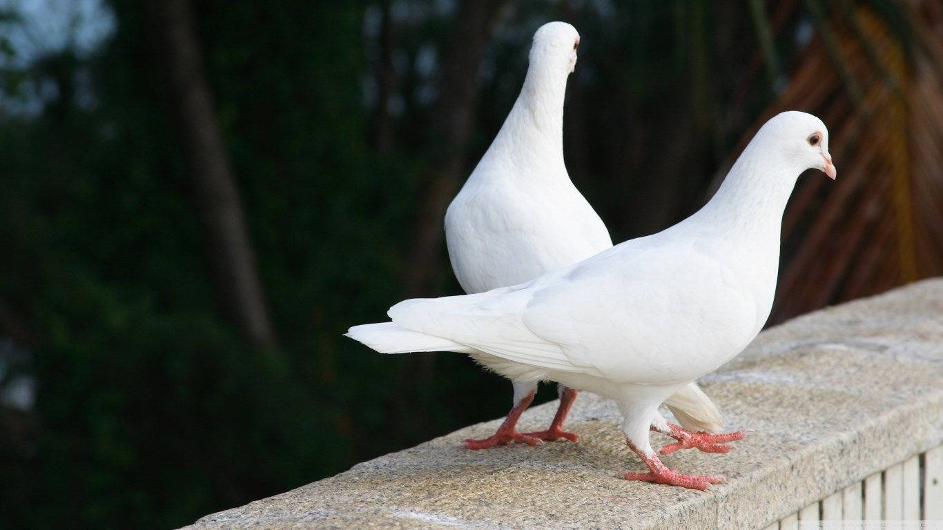 White Pigeon Birds On Platform Background