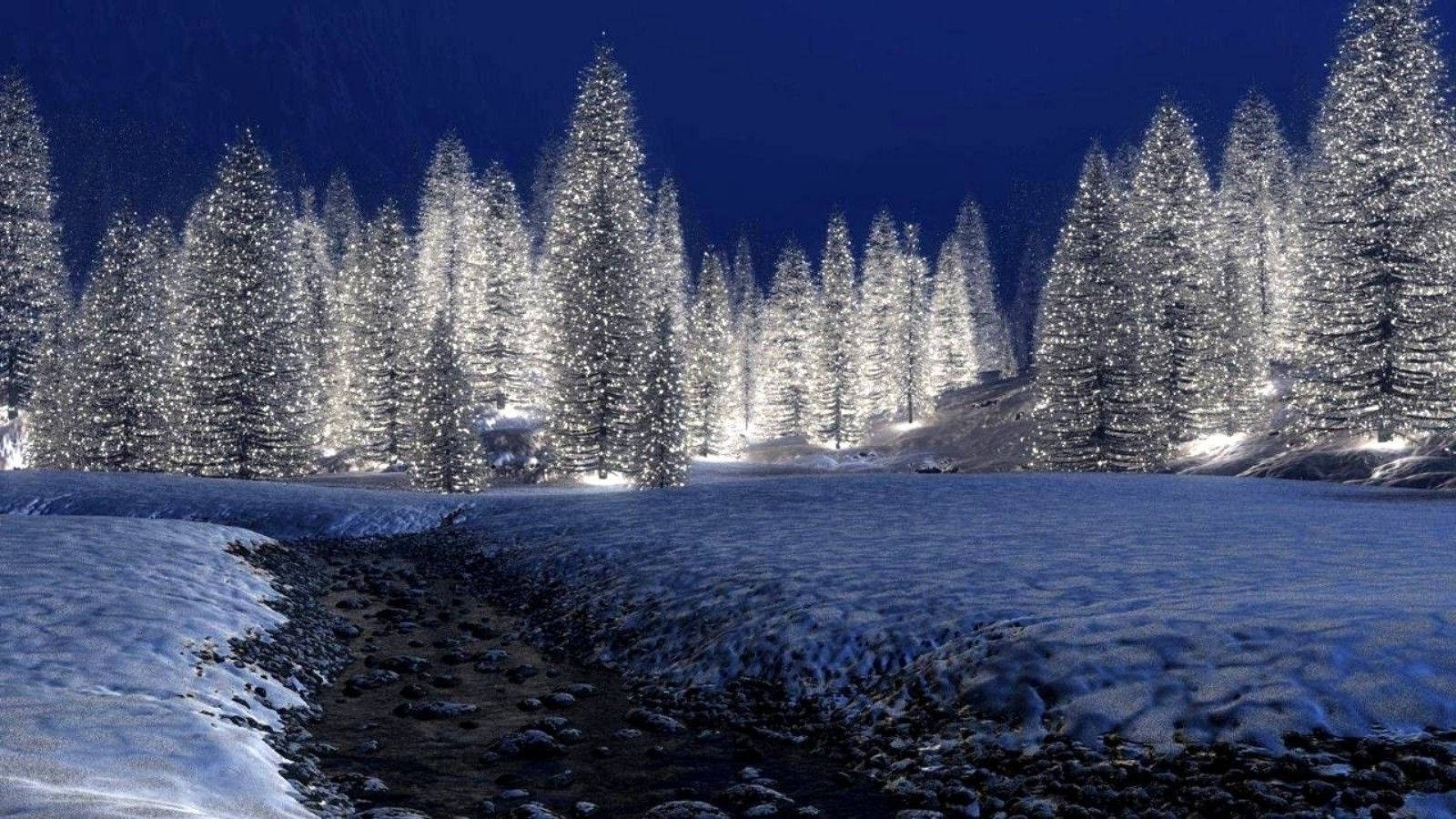 White Pine Trees In Christmas Forest Background