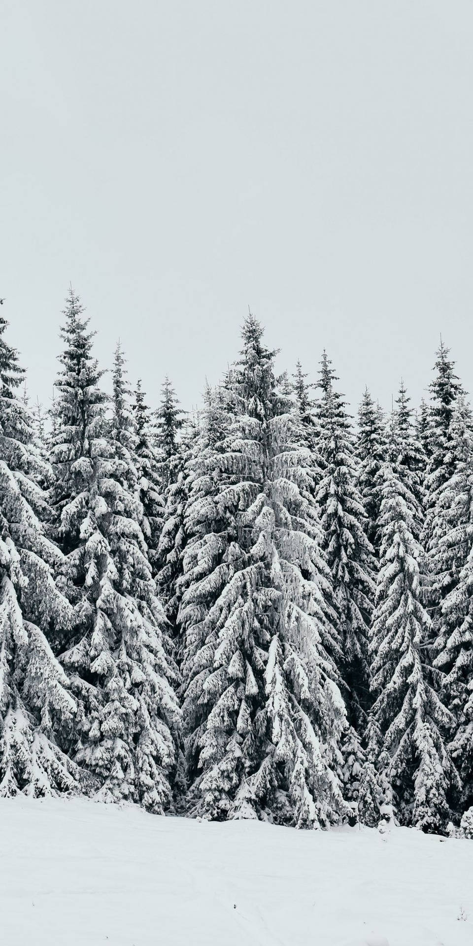 White Pine Trees Background