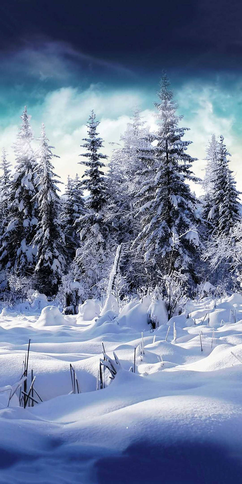 White Pines Winter Iphone Background