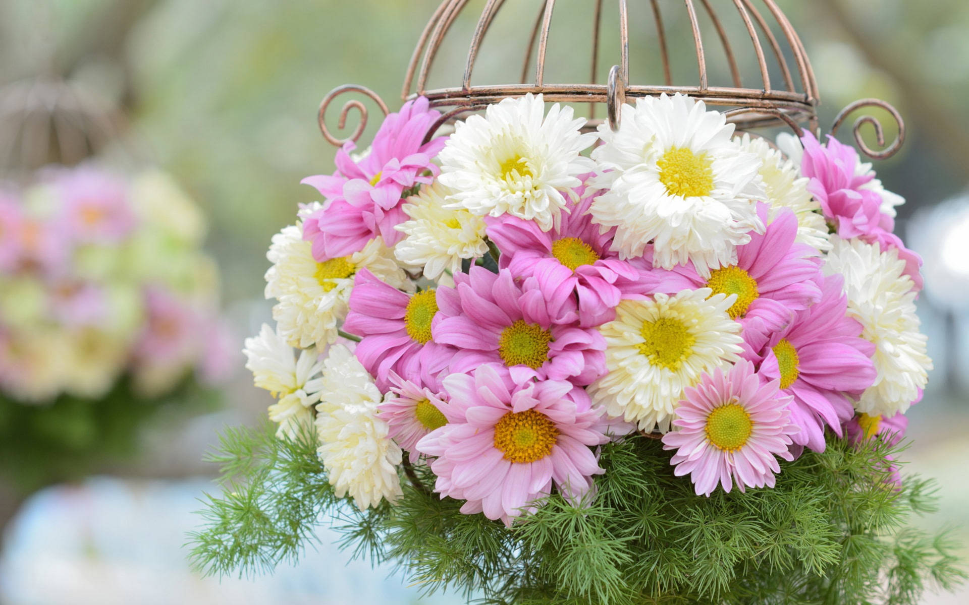 White Pink Chrysanthemums Basket Background