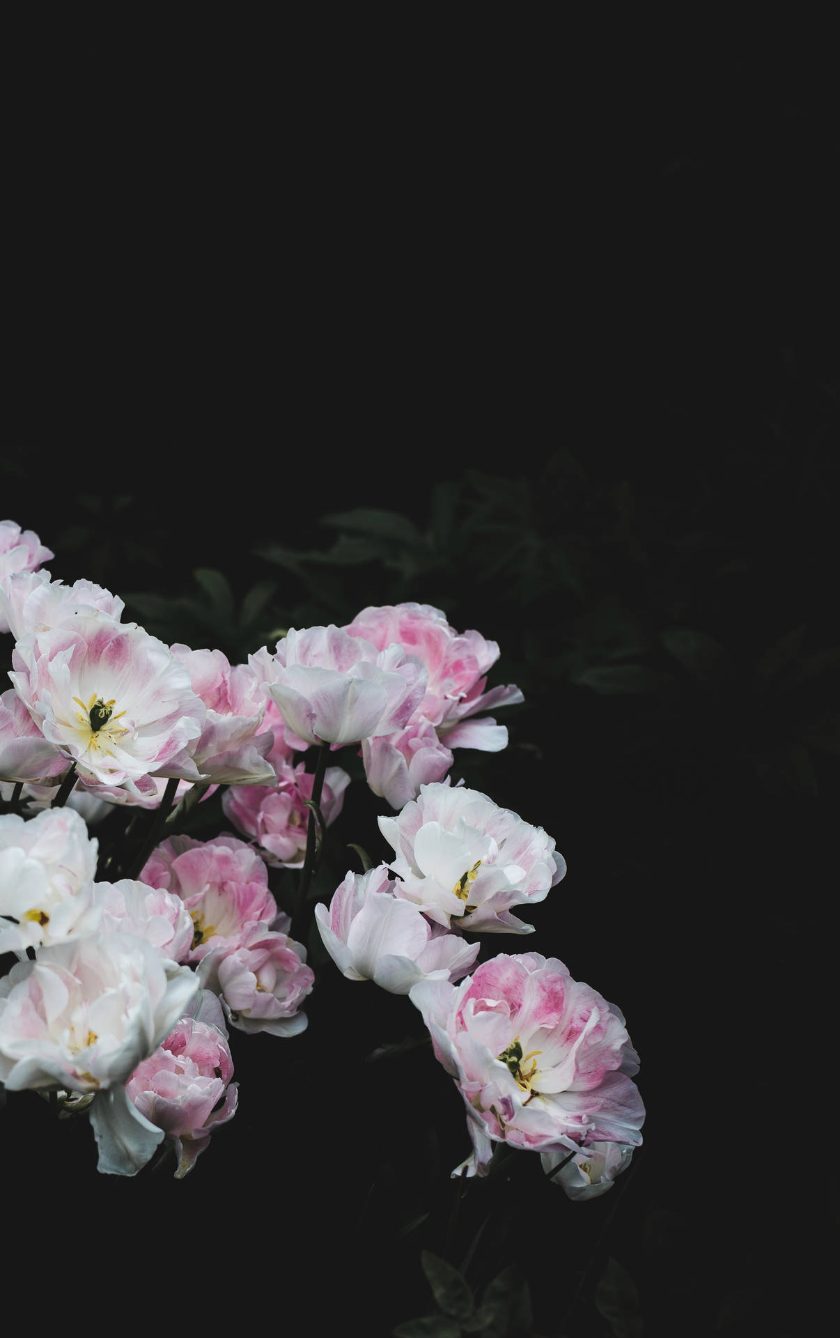 White Pink Floral On Dark Background