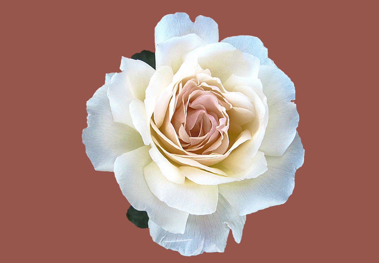 White Pink Rose Hd Background