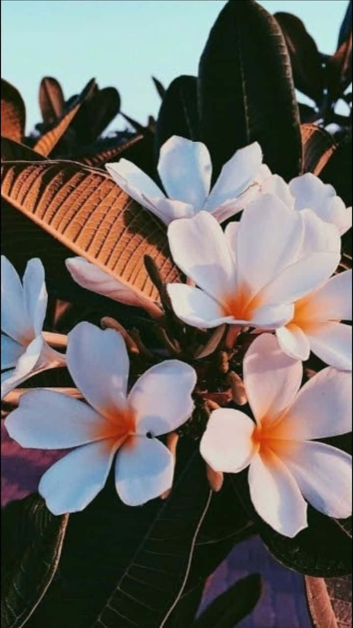 White Plumeria Floral Aesthetic Iphone