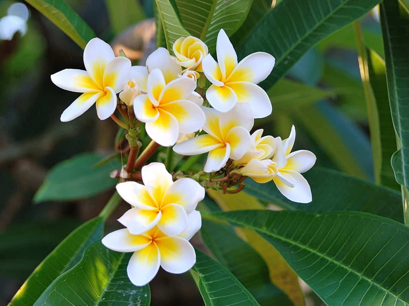 White Plumeria Flower Shrubs Shot Background