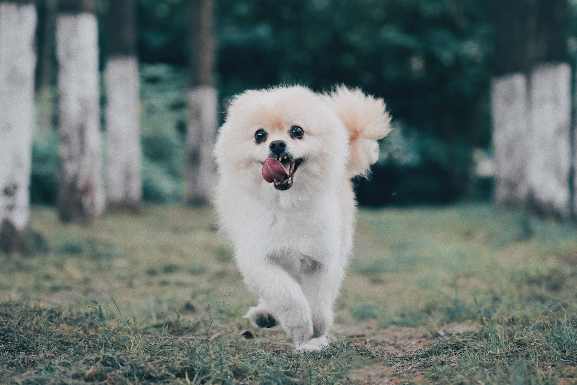 White Pomeranian Dog Running Background
