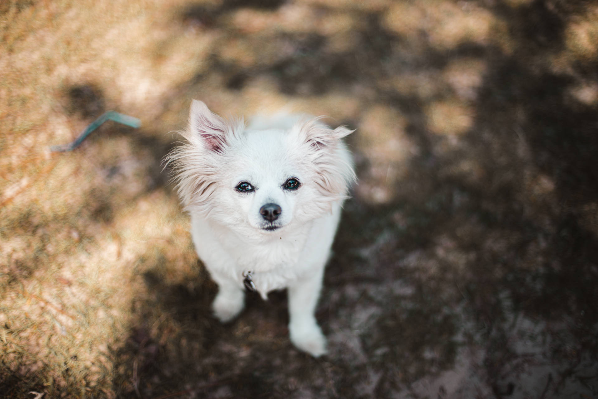 White Pomeranian Dog Background