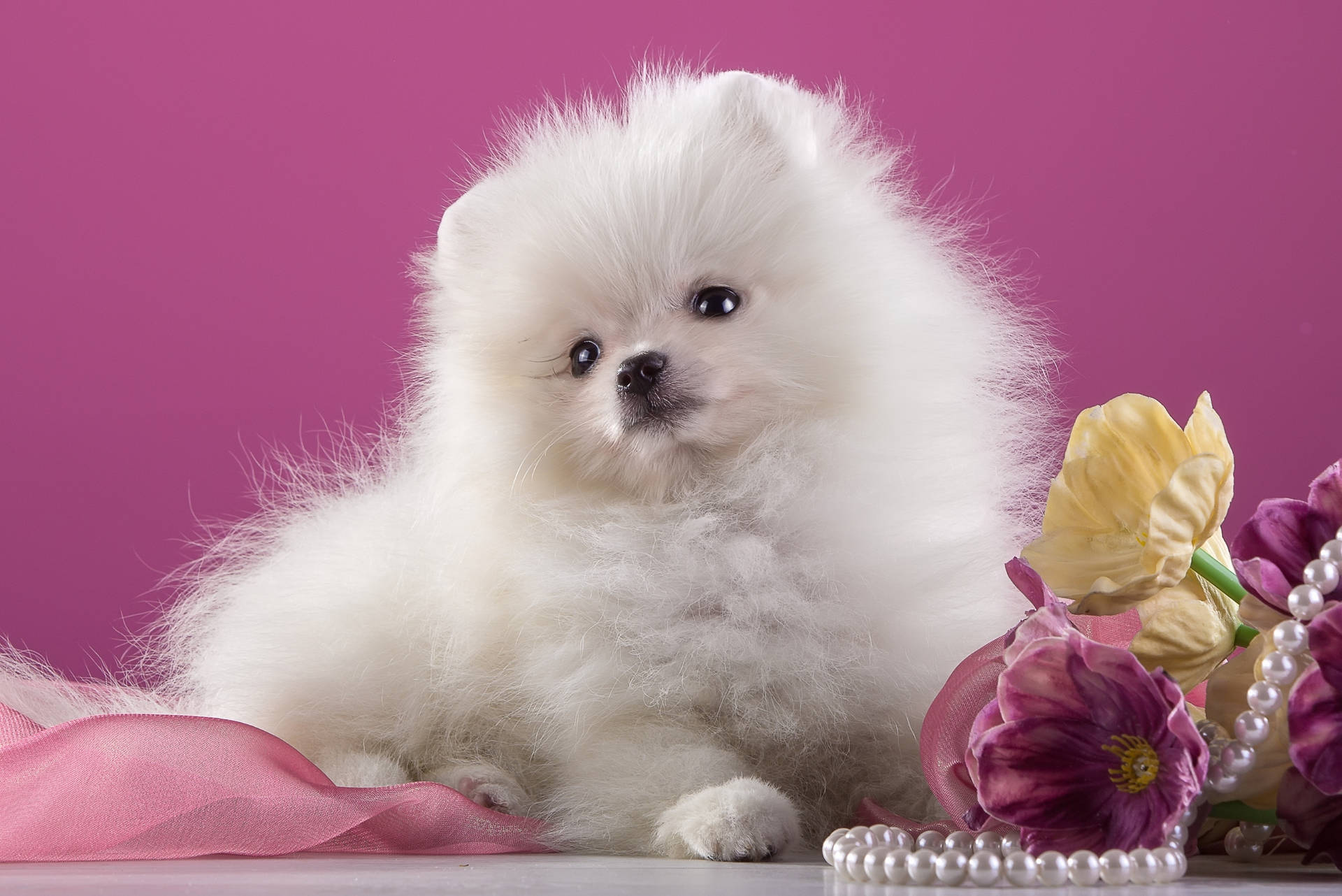 White Pomeranian Princess Background
