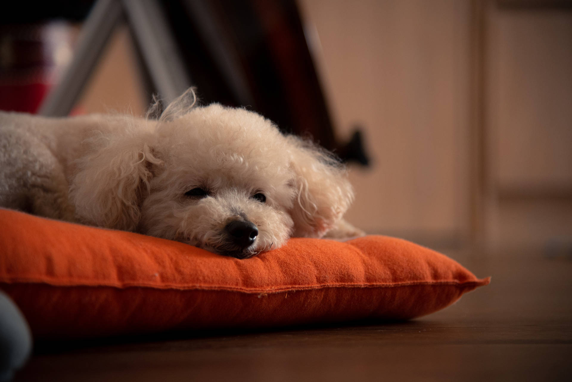 White Poodle On Orange Pillow Background