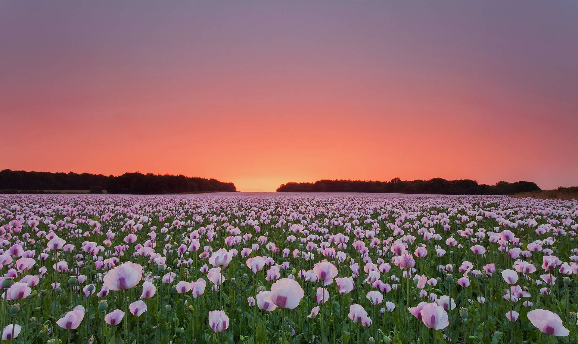 White Poppy Flower Field Background