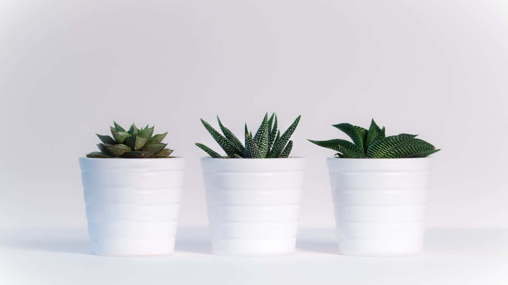 White Pot Succulents Minimalist Plant Desktop Background
