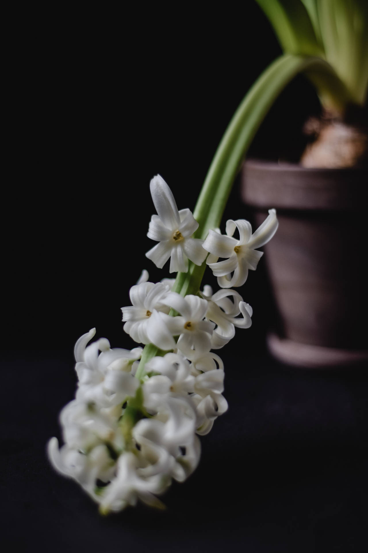White Potted Hyacinth Flower Background