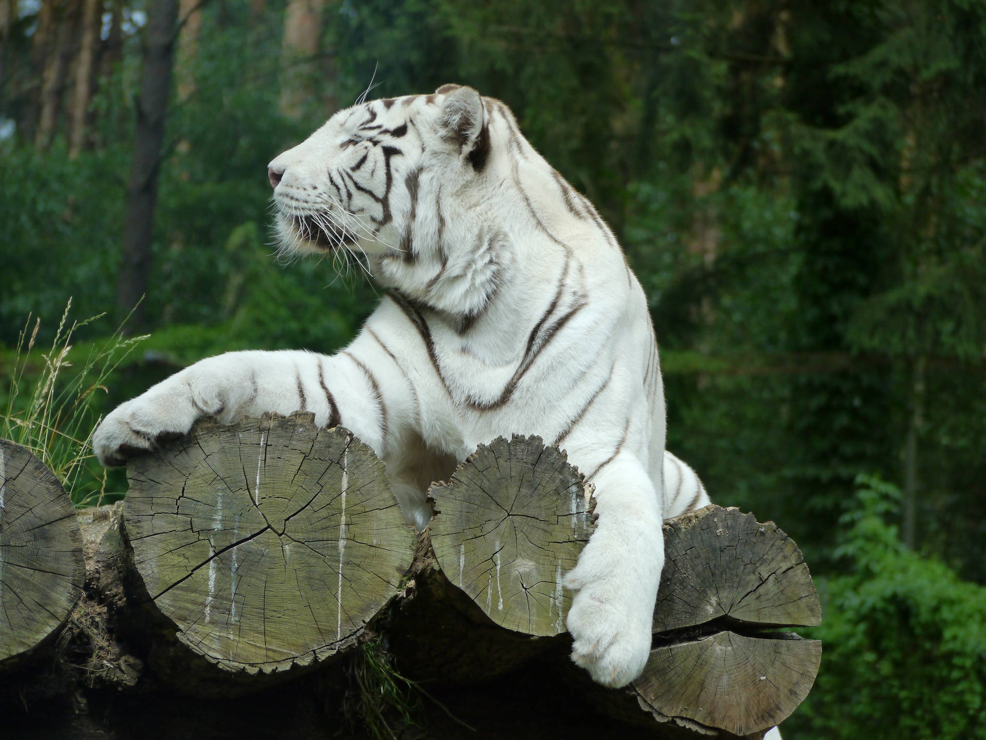White Predator Tiger Background