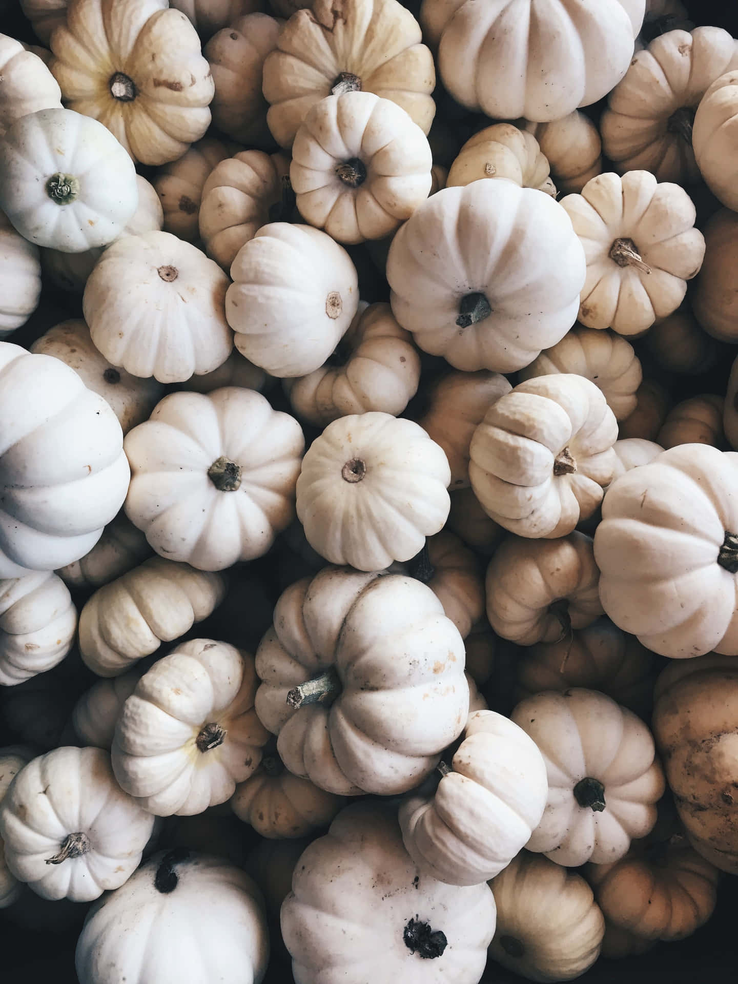 White Pumpkin Patch Autumn Display.jpg Background