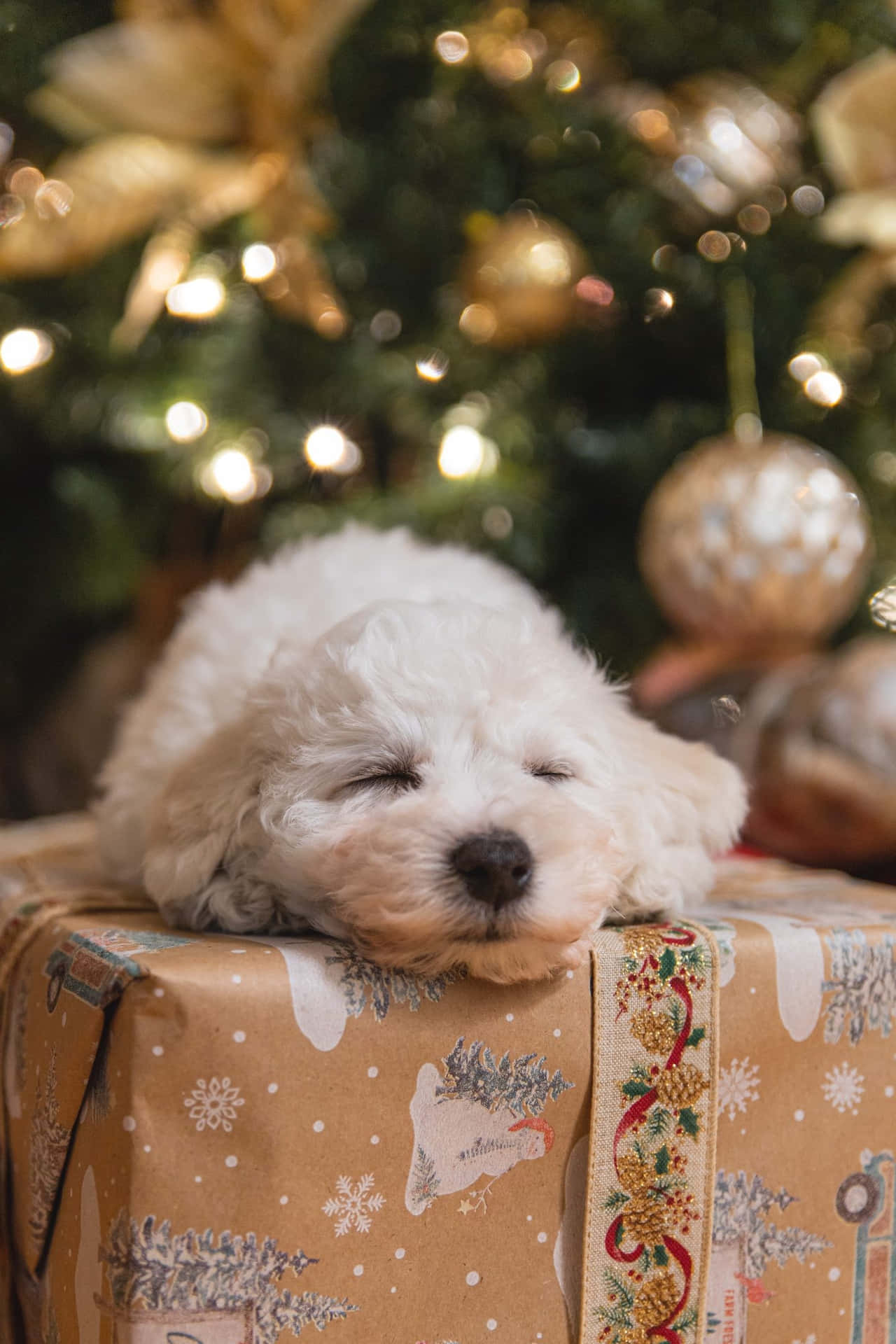 White Puppy On A Simple Aesthetic Cute Christmas Present Background