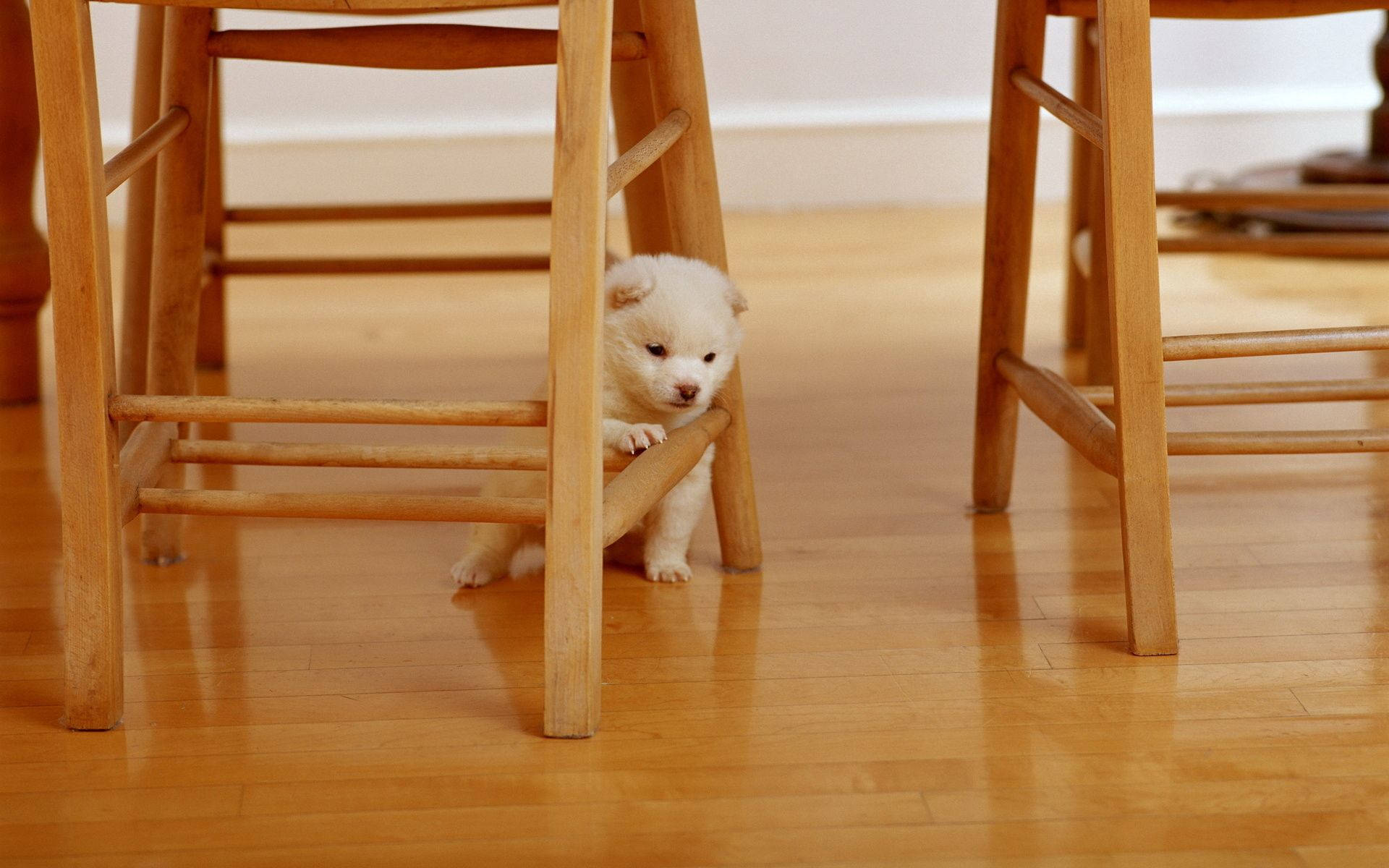 White Puppy Under The Chair Background