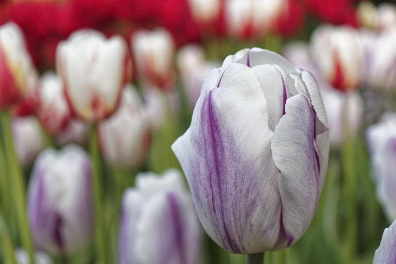 White Purple Most Beautiful Nature