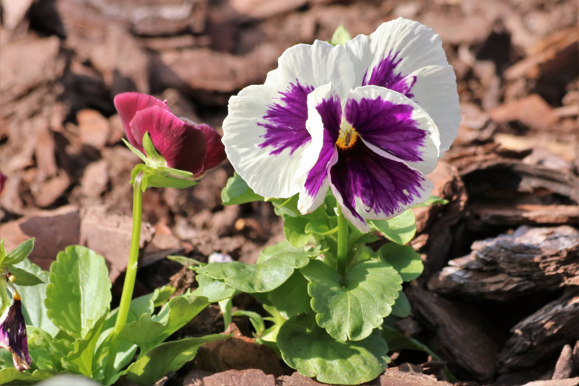 White-purple Pansy In Woods