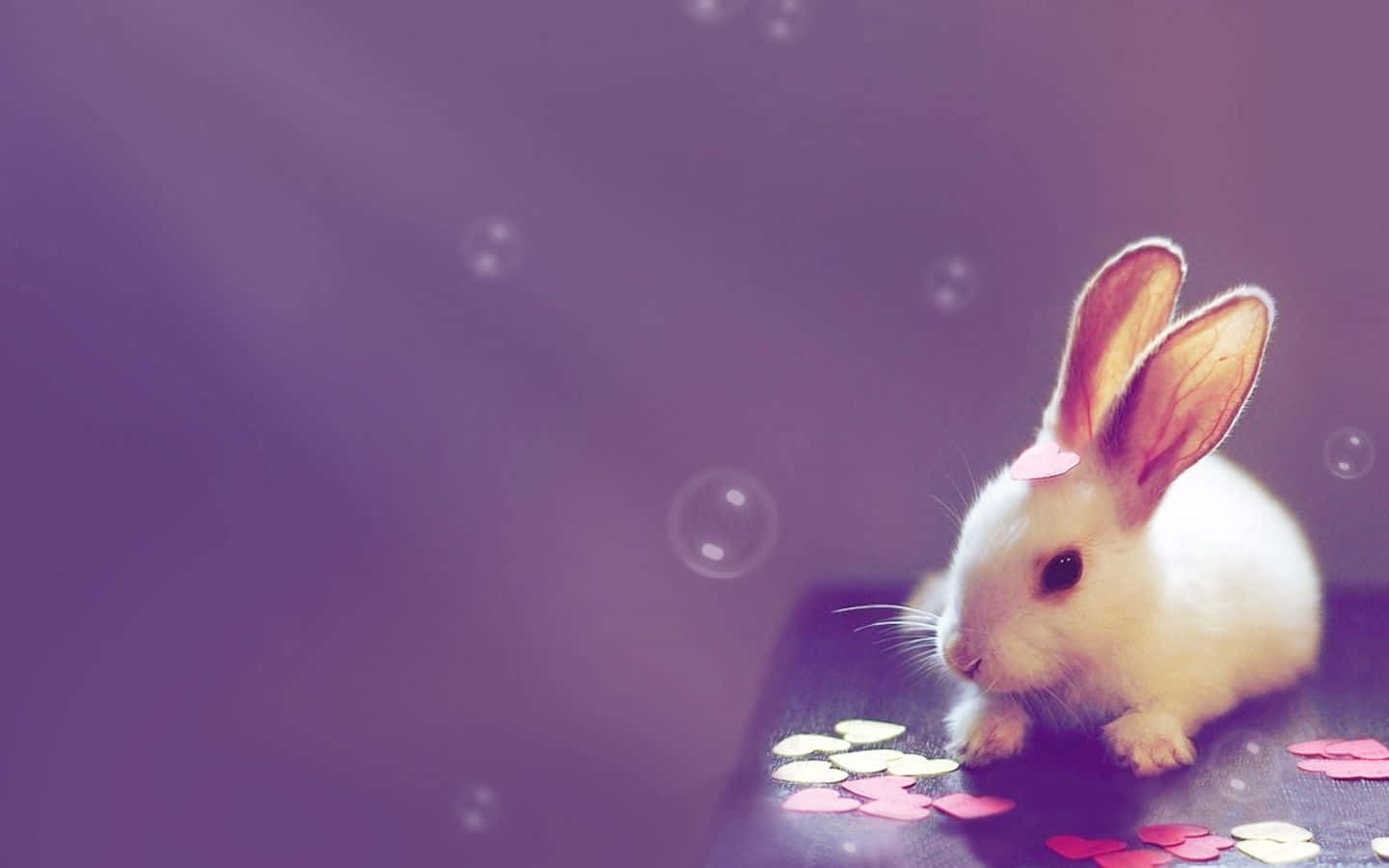 White Rabbit Cute Pc Background Wallpaper