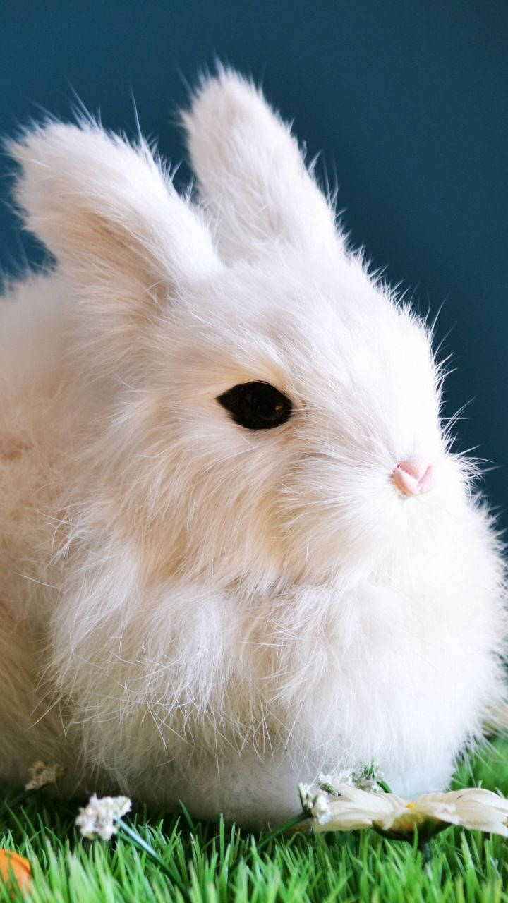 White Rabbit Doll Background