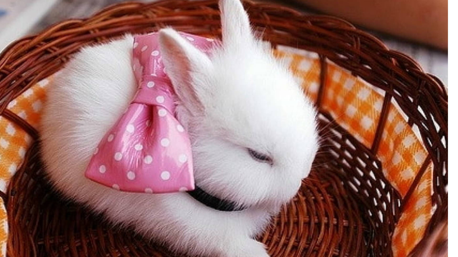 White Rabbit In A Basket Background