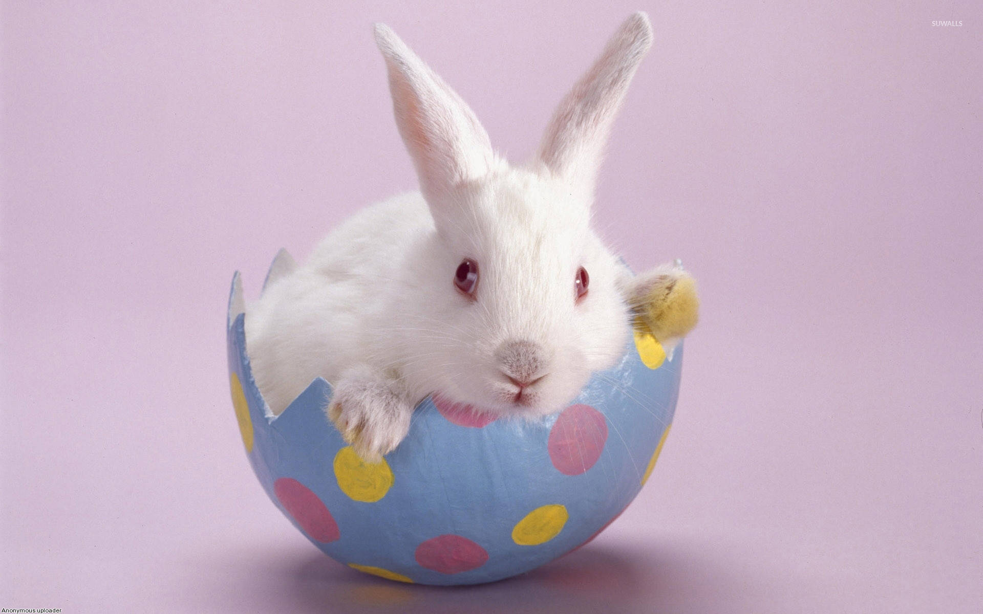 White Rabbit In An Egg Background
