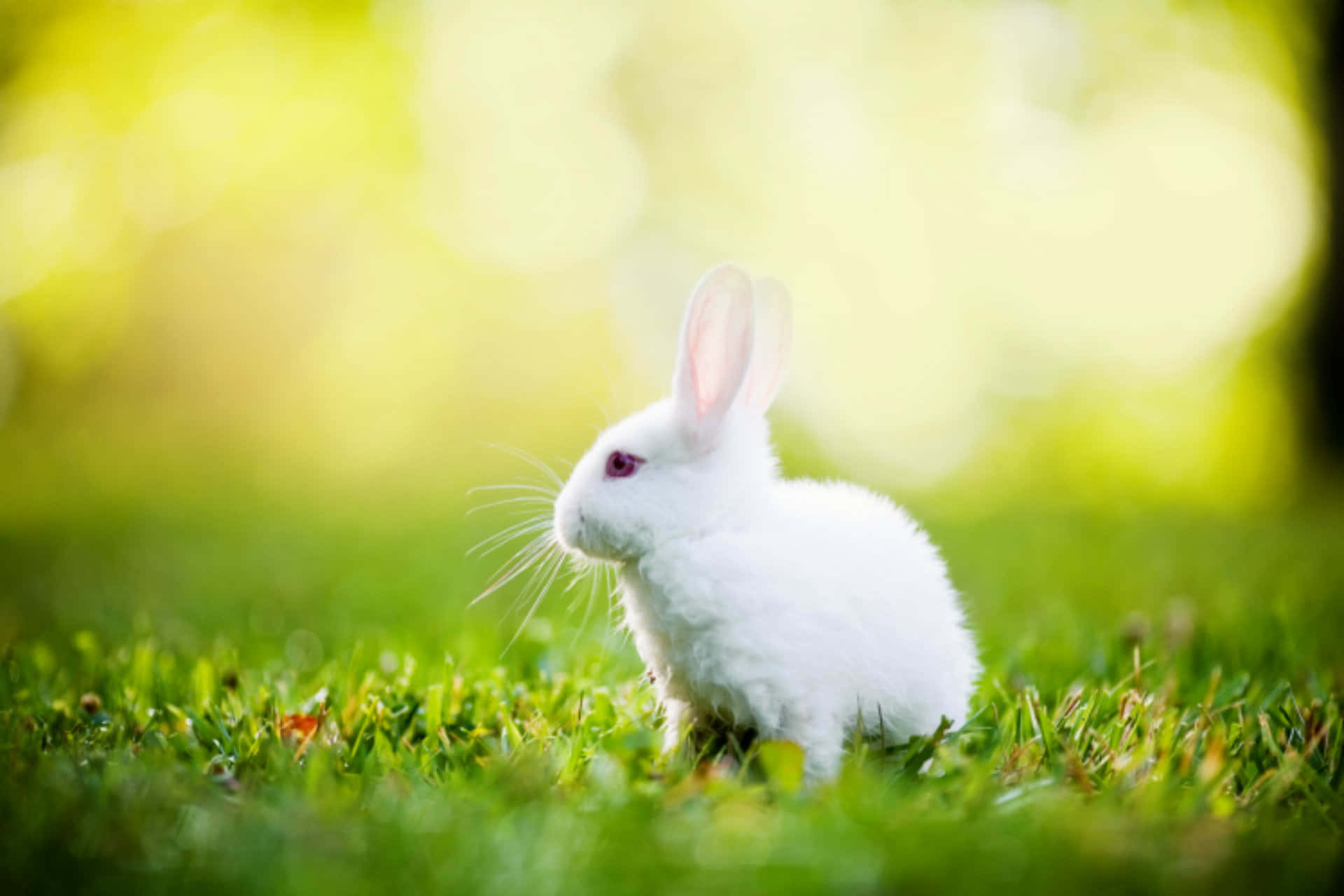 White Rabbit In The Grass Background