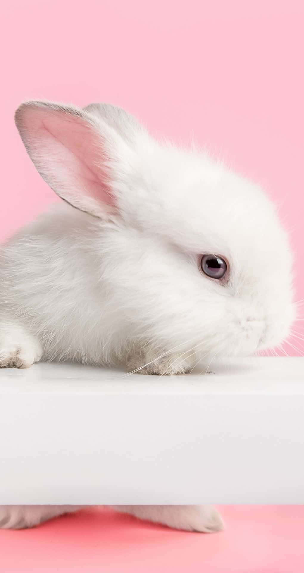 White Rabbit On A Pink Background Background
