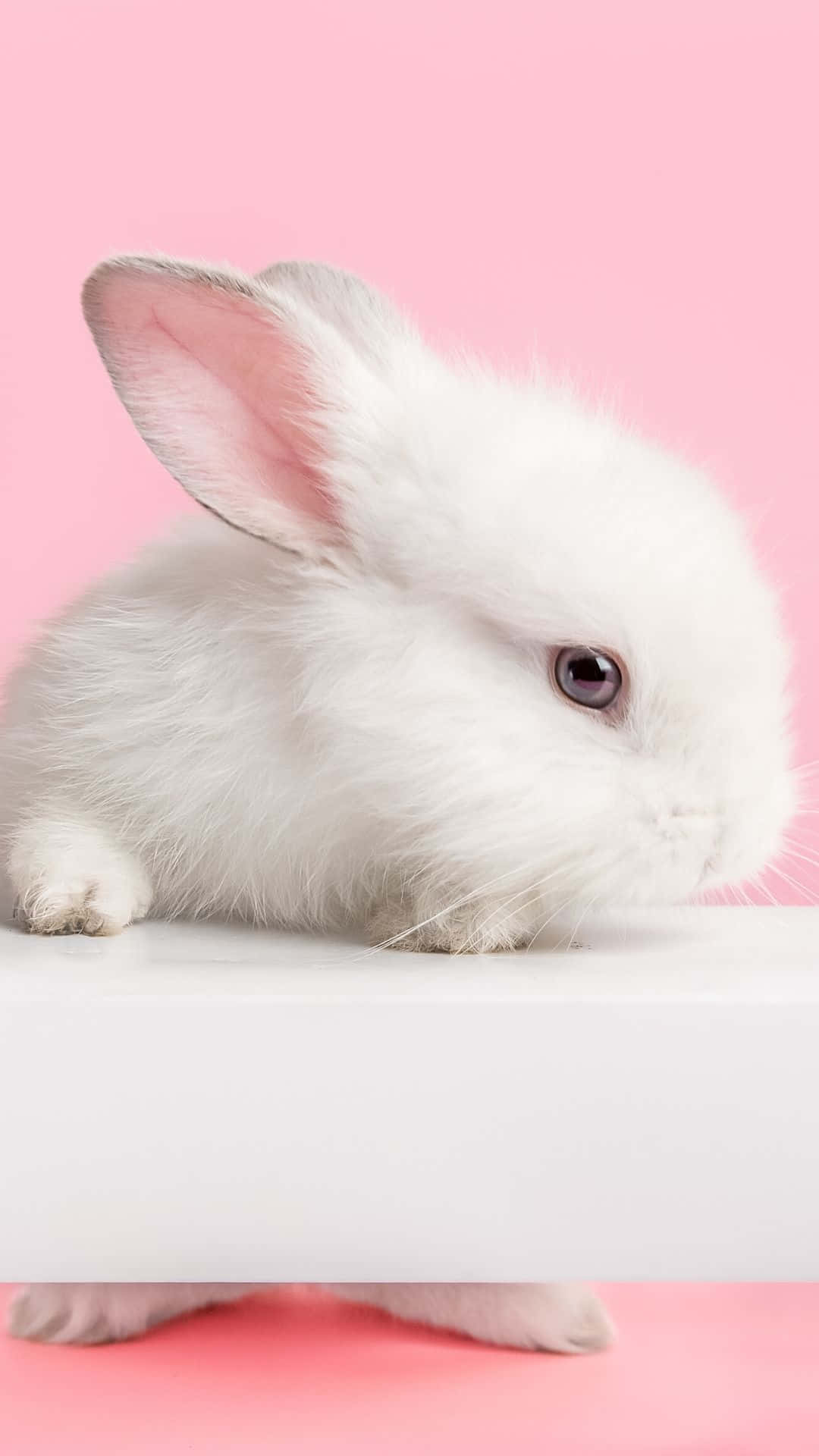 White Rabbit On Pink Background Background