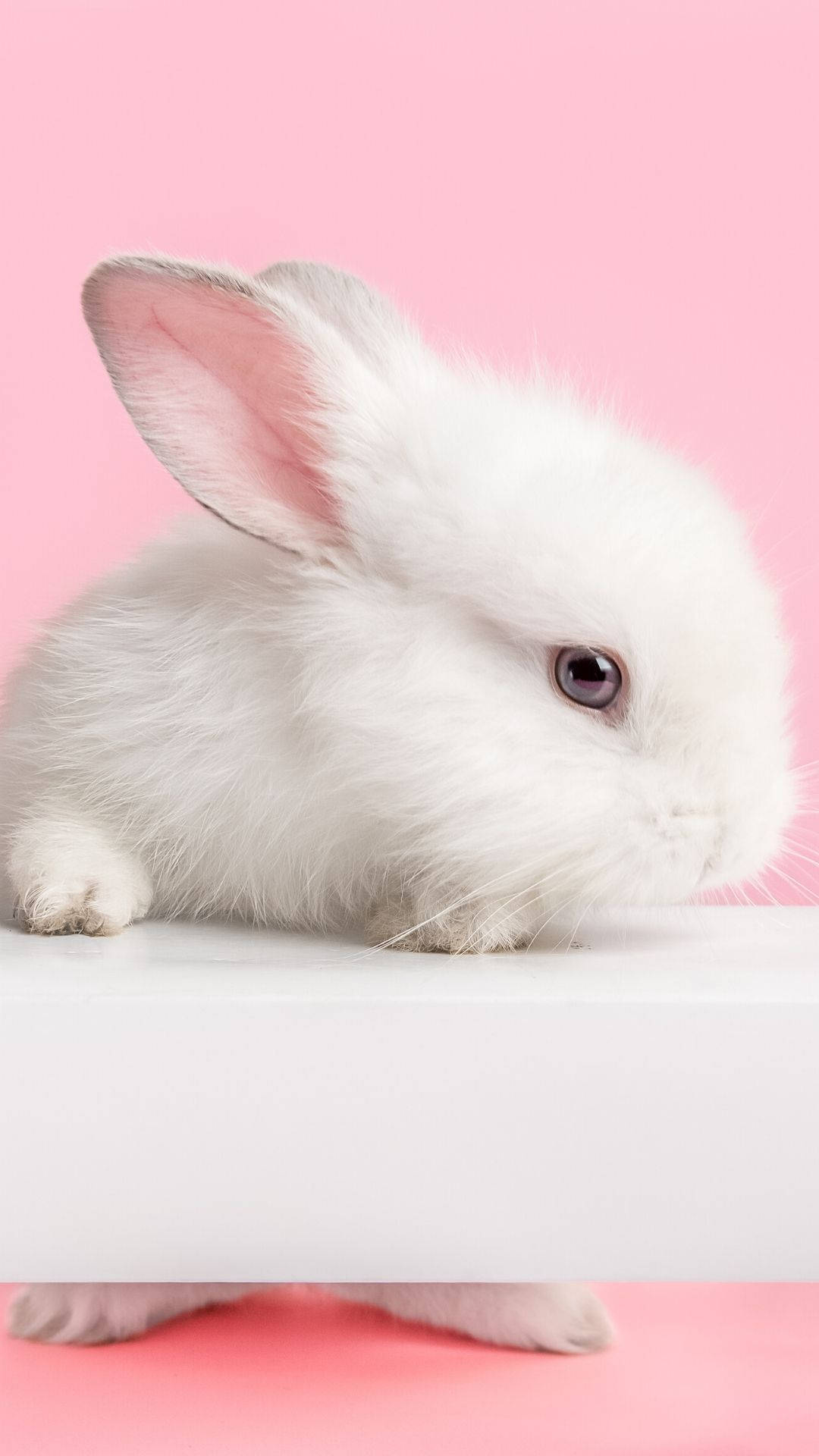 White Rabbit Pink Aesthetic Background