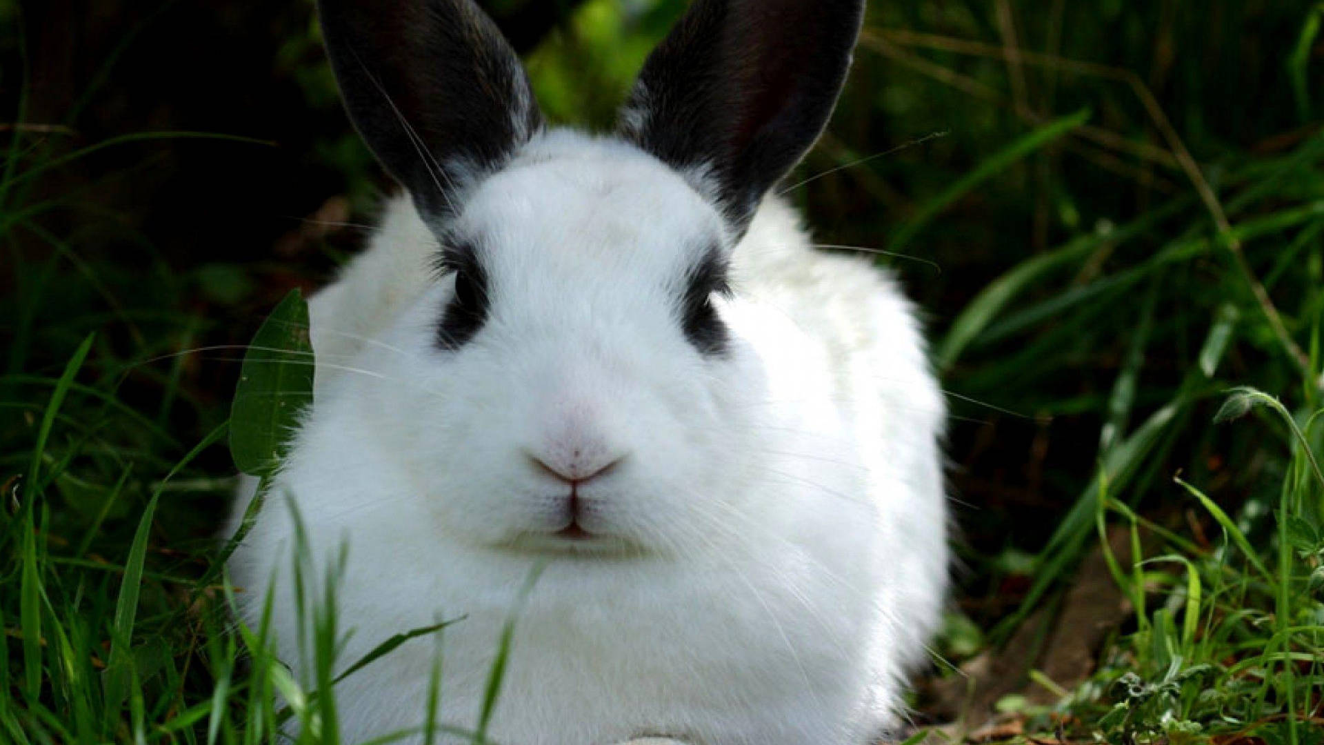 White Rabbit With Black Ears Background