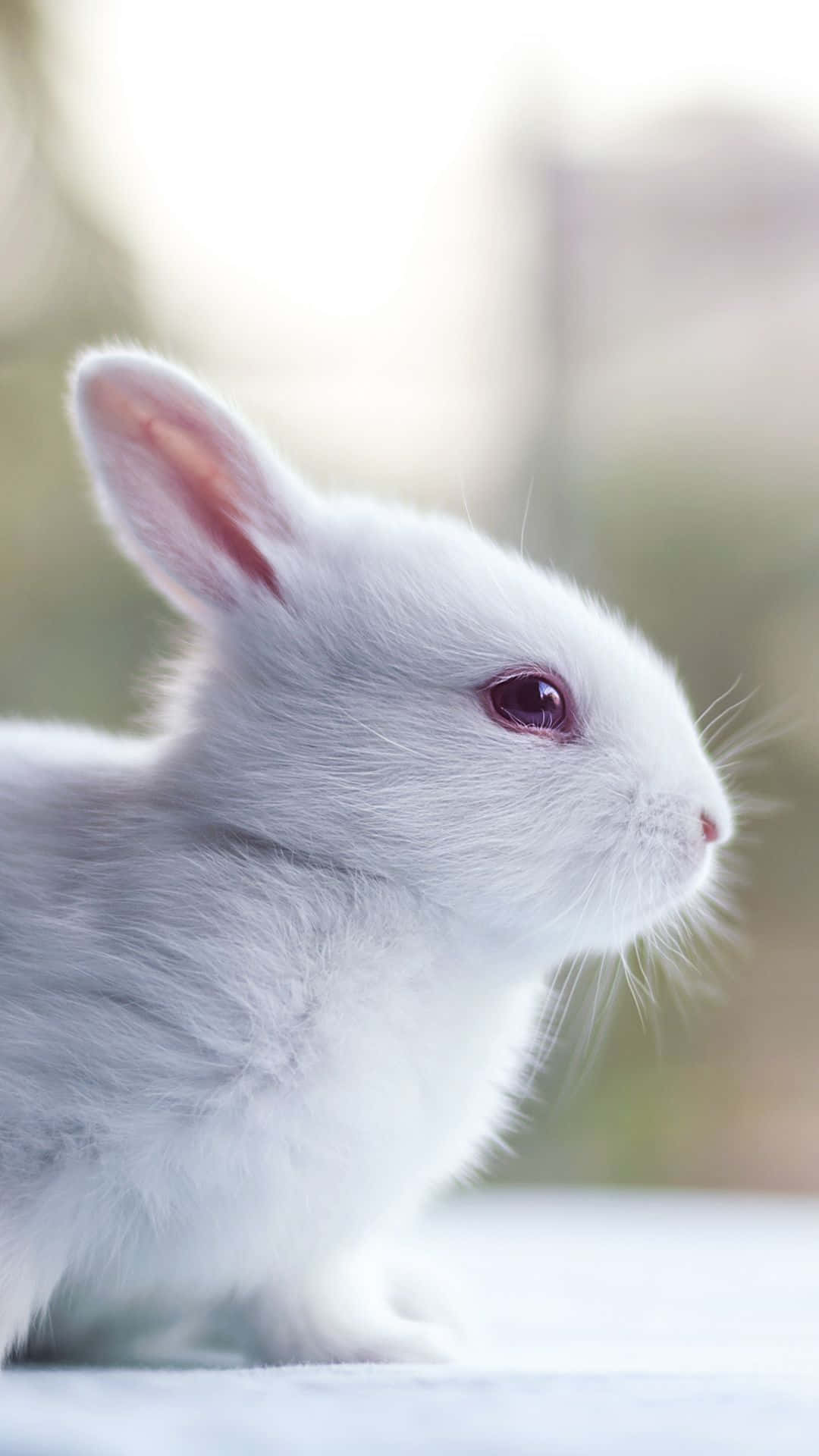 White Rabbits, Cute, Cute Rabbits, Cute Rabbits, Cute Rabbits, Cute Rabbits, Cute Rabbits, Cute Rabbits, Cute Rabbit Background