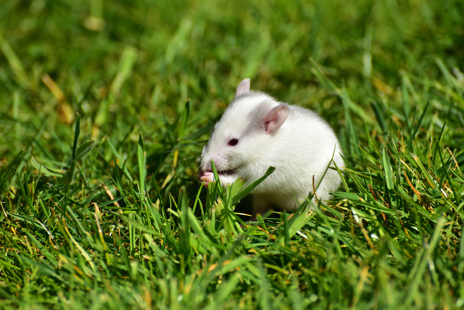 White Rat Eating Grass Background