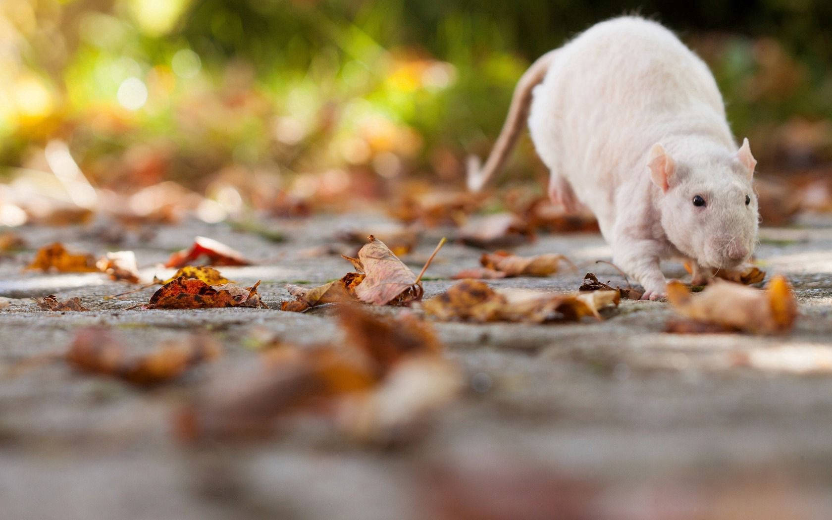 White Rat Playing With Fallen Leaves Background