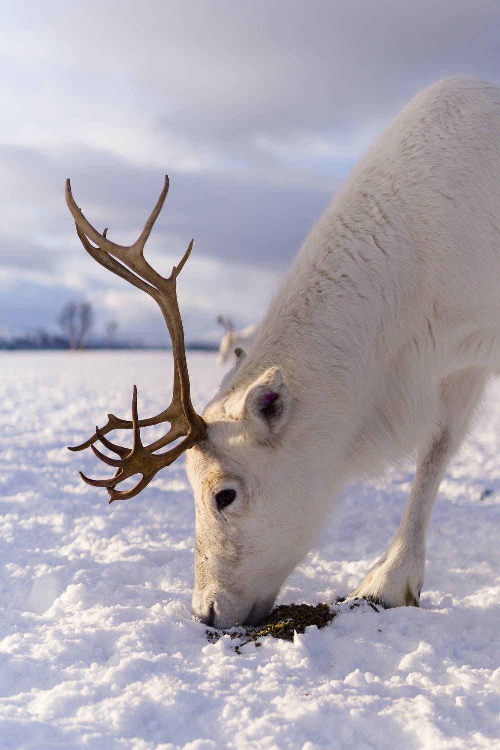 White Reindeer In Snow Background