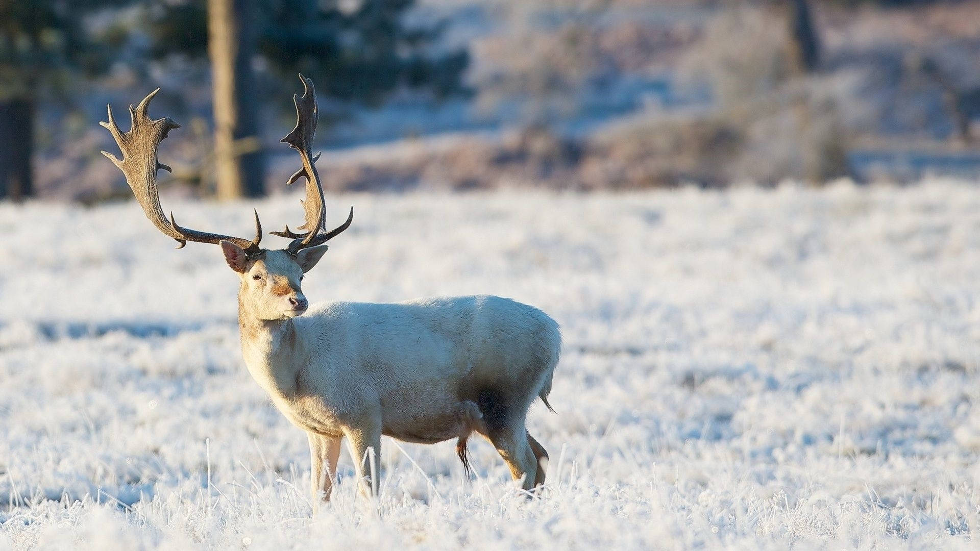 White Reindeer In The Wild Background