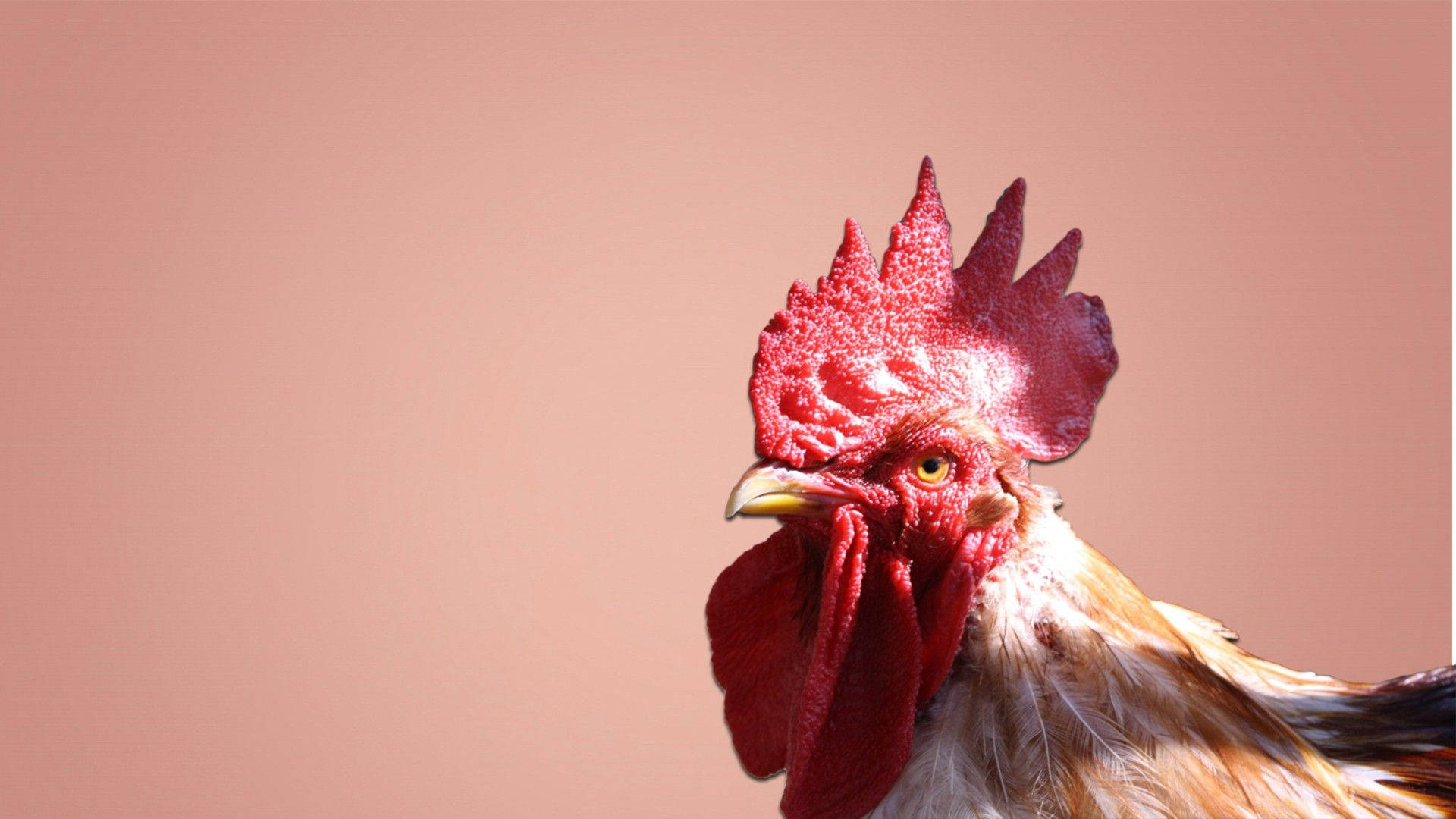 White Rooster In Plain Pink Background