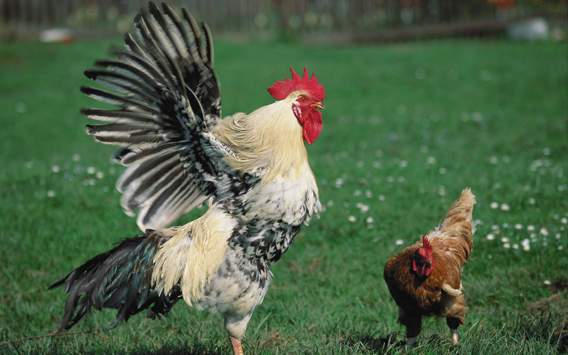 White Rooster Trying To Fly Background