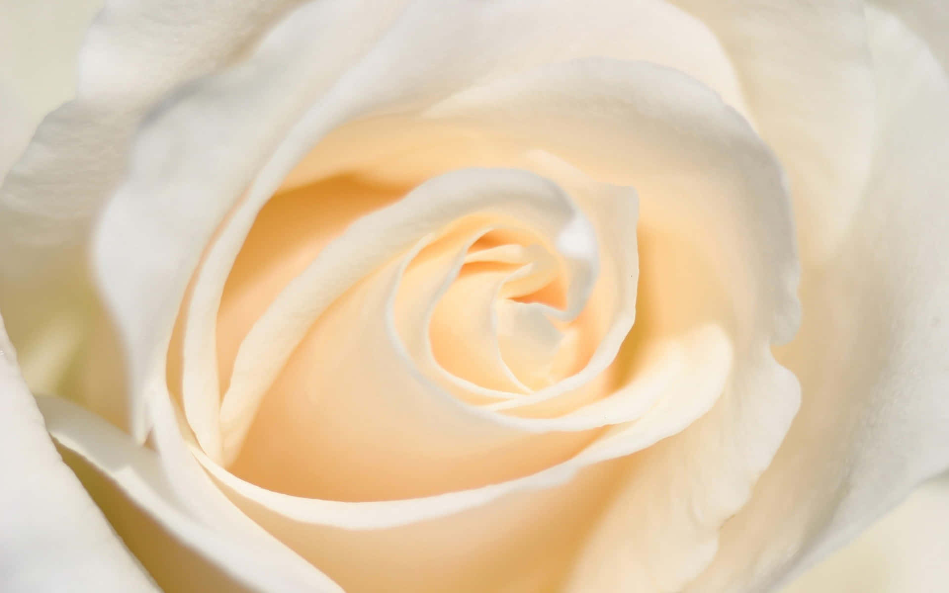 “white Rose: A Symbol Of Innocence And Purity”