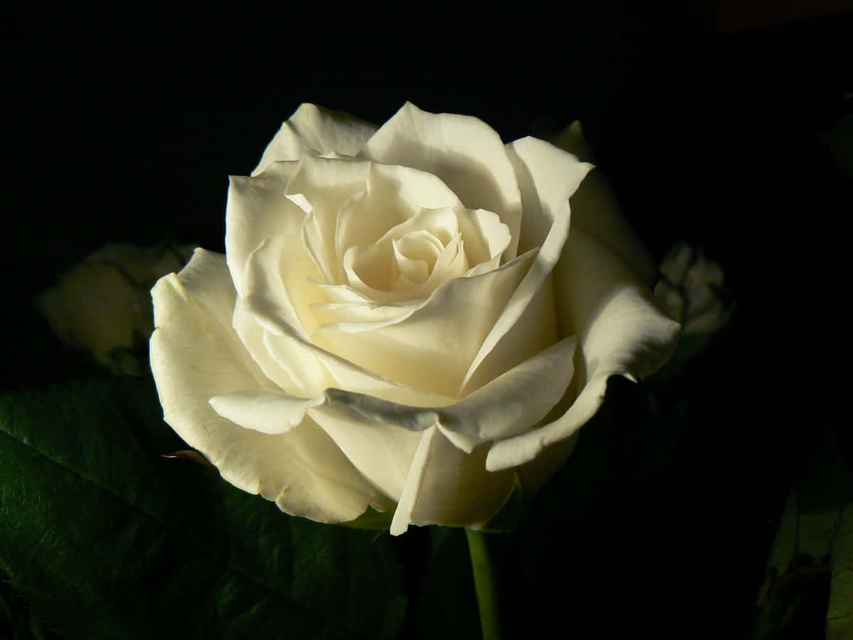 White Rose Aesthetic Macro Shot