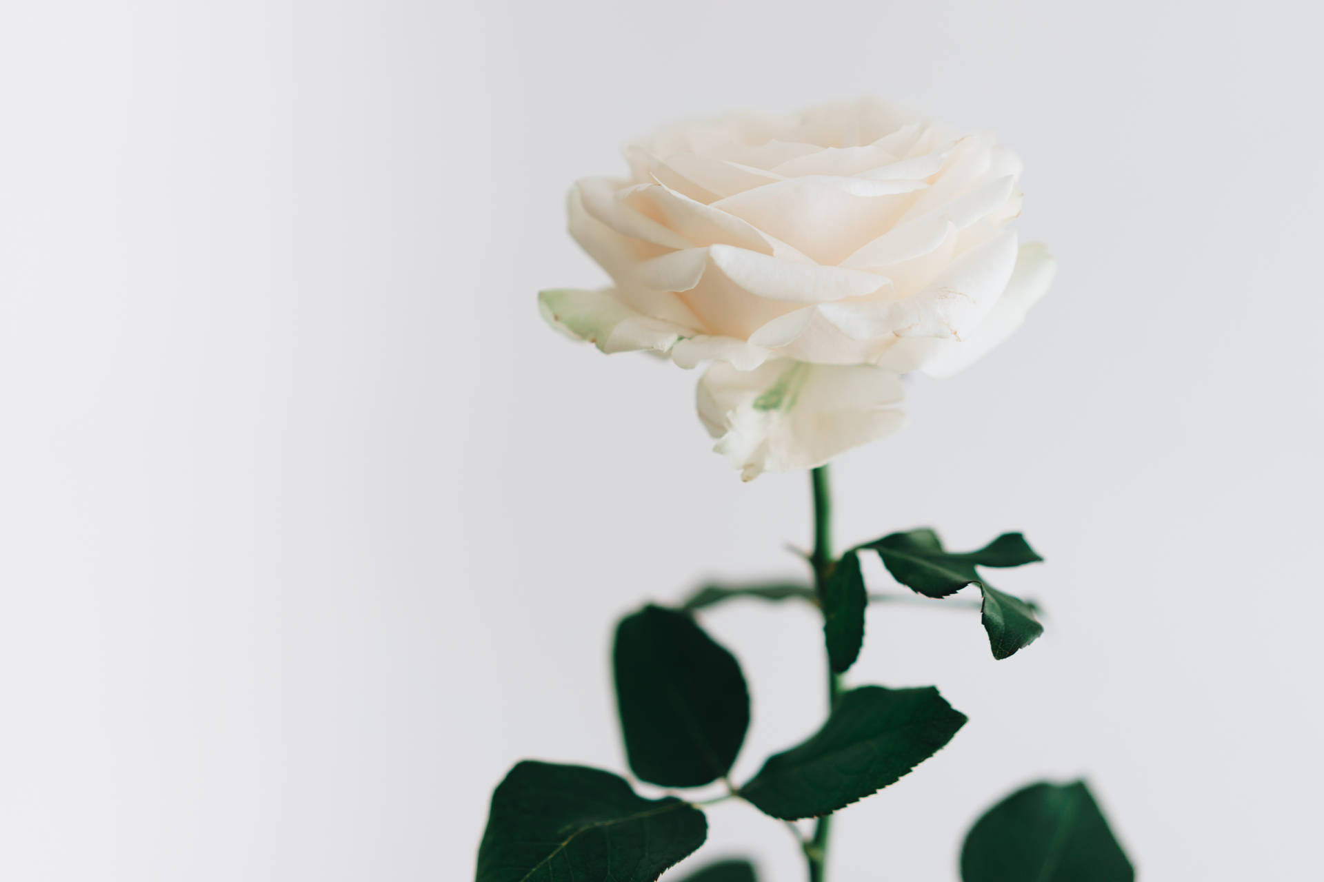 White Rose Aesthetic Phone Background