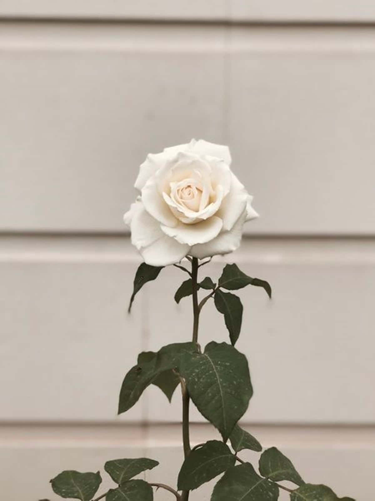 White Rose Aesthetic With Stem Medium Shot