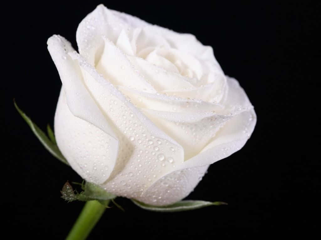 White Rose Blooming Against White Background