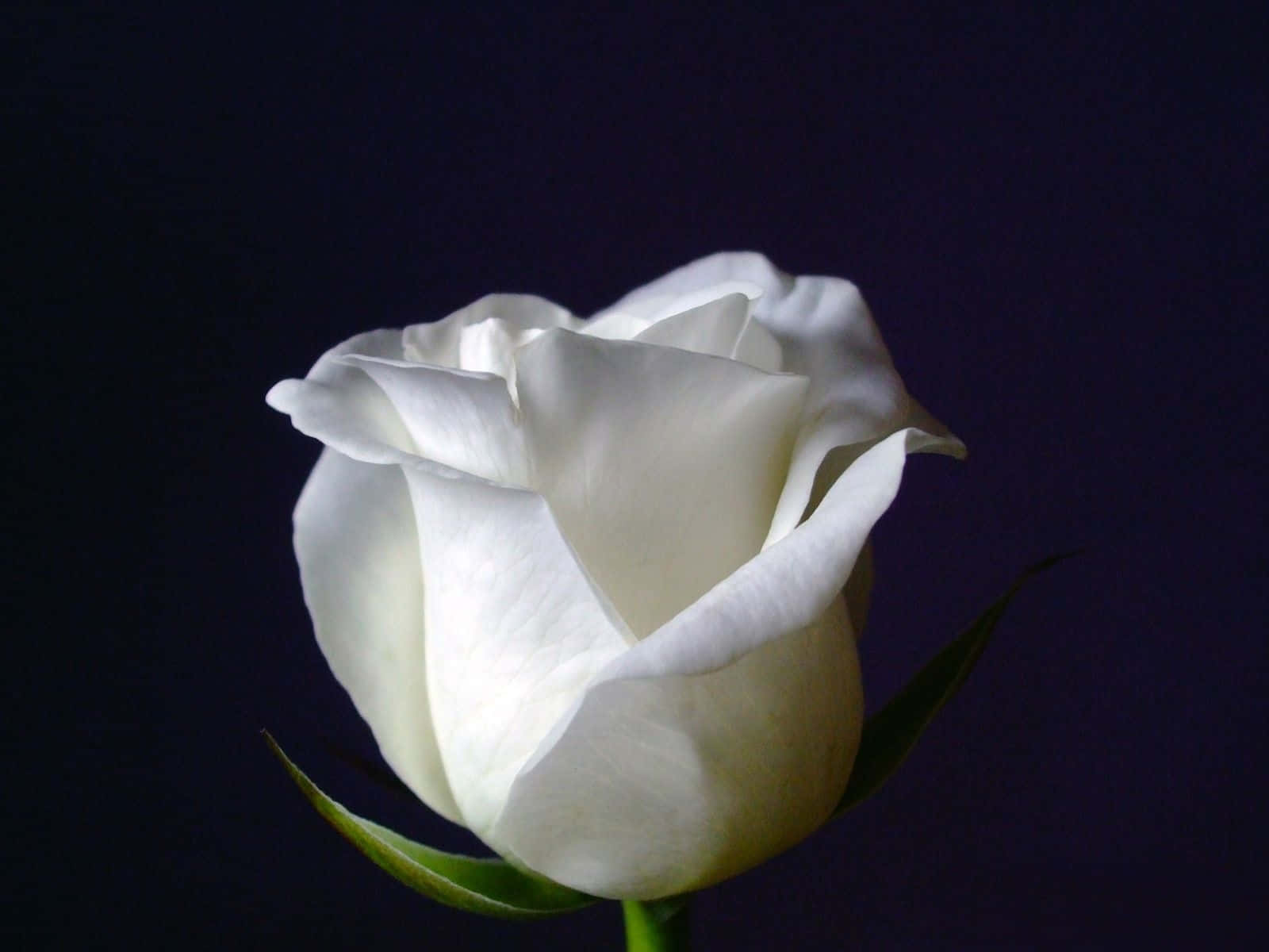 White Rose Flower Blossom Background