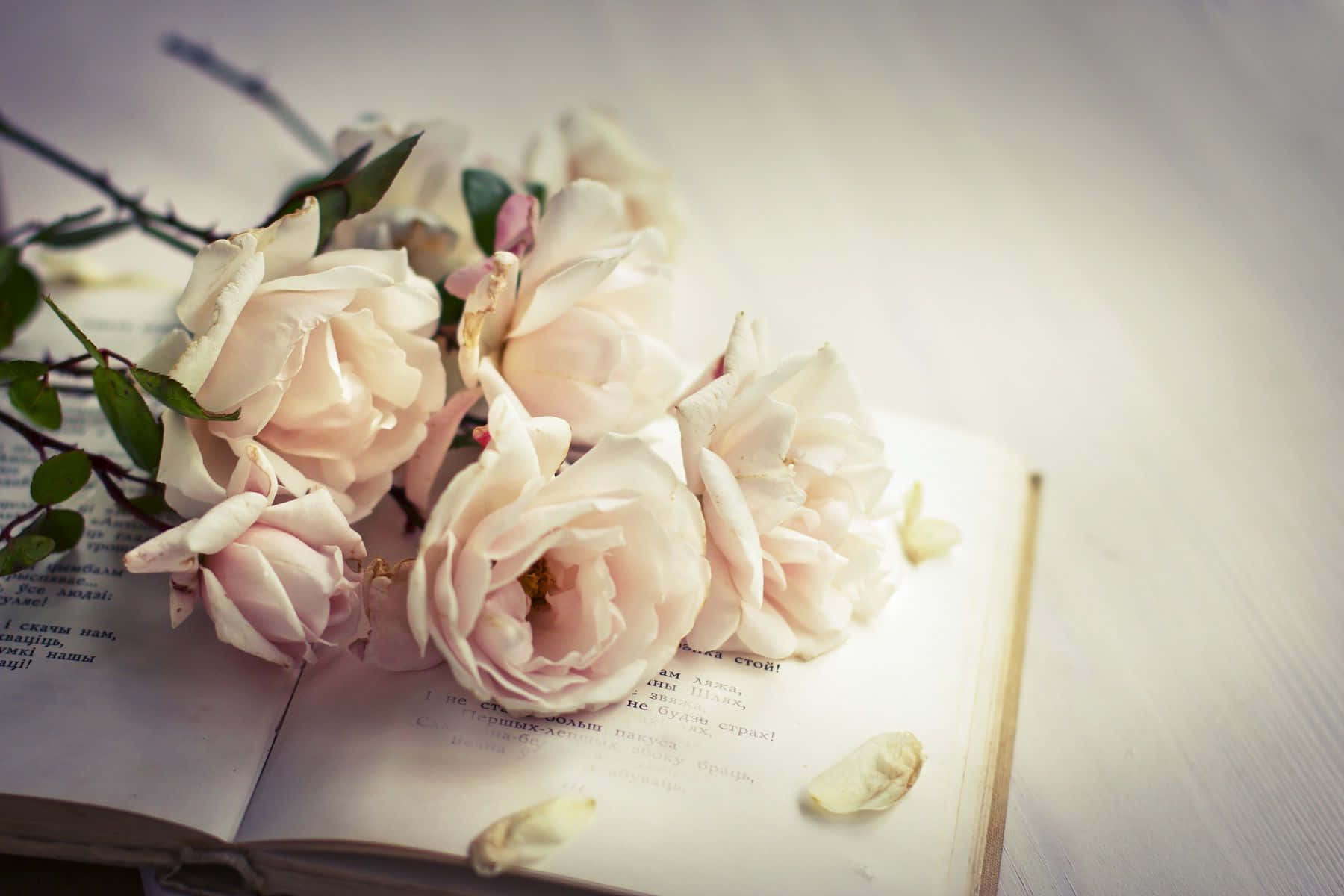 White Rose Flowers And A Book Background